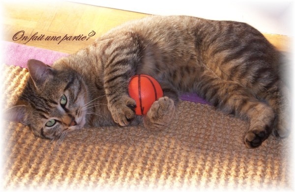 BELLE IMAGE DU NET...POUR VOUS SI VOUS AIMEZ...